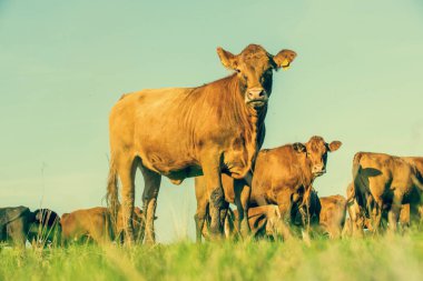 Çayır inekleri. Kızıl inekler ve buzağılar çayırda. Volyn cinsi inekler