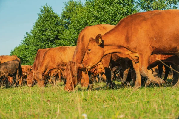 Koeien Weiden Rode Koeien Kalveren Wei Volyn Koeienras — Stockfoto