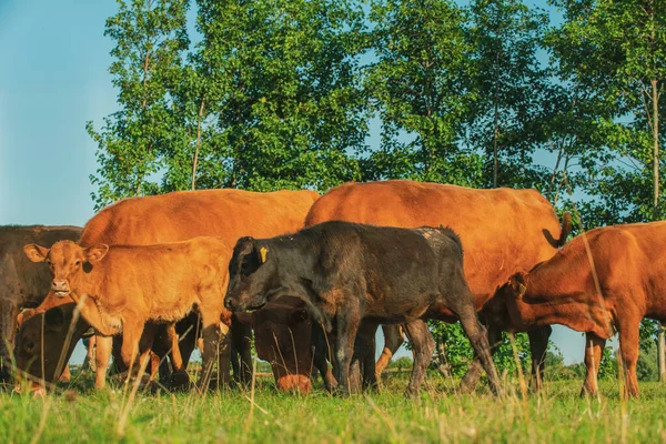 Cows in meadows. Red cows and calves in the meadow. Volyn breed of cows
