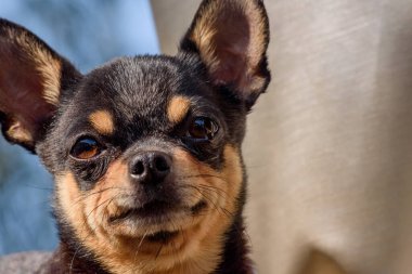 Chihuahua küçük köpek portresi. Köpek.
