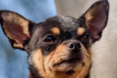 Chihuahua küçük köpek portresi. Köpek.