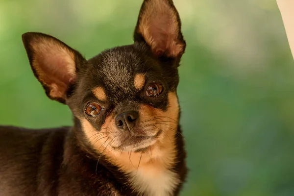 Chihuahua Liten Ras Hund Porträtt Hund — Stockfoto