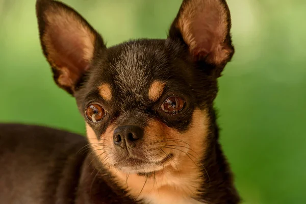 Chihuahua Pequeno Retrato Cão Raça Cão — Fotografia de Stock