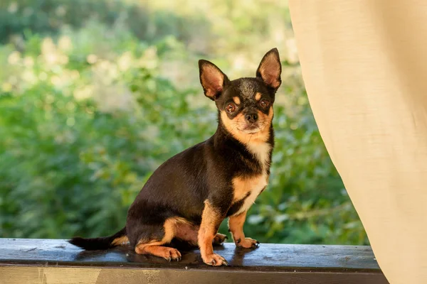 Chihuahua Retrato Perro Raza Pequeña Perro — Foto de Stock