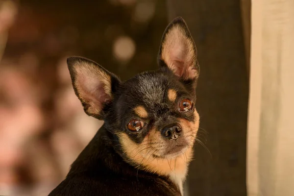 Chihuahua Mały Portret Psa Rasy Pies — Zdjęcie stockowe