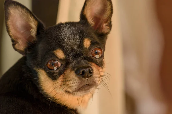 Chihuahua Kleine Hunderasse Porträt Hund — Stockfoto