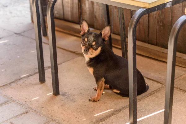 Chihuahua Kleine Hunderasse Porträt Hund — Stockfoto