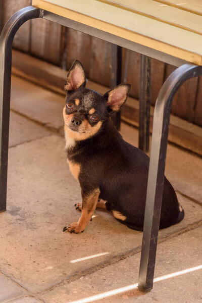 Chihuahua small breed dog portrait. Dog