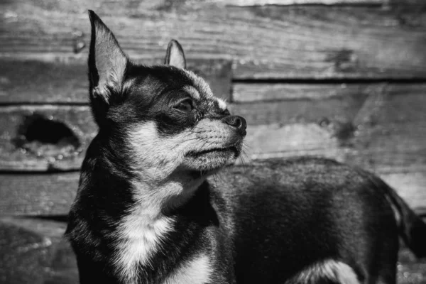 Chihuahua Small Breed Dog Portrait Dog Black White Photo Dog — Stock Photo, Image