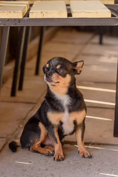 Chihuahua Pequeno Retrato Cão Raça Cão — Fotografia de Stock