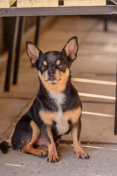 Chihuahua Pequeno Retrato Cão Raça Cão — Fotografia de Stock