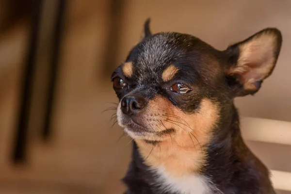 Chihuahua Portrait Chien Petite Race Chien — Photo