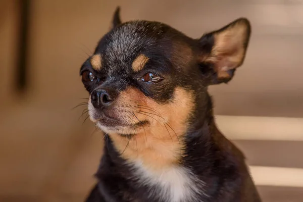 Chihuahua Kleine Hunderasse Porträt Hund — Stockfoto