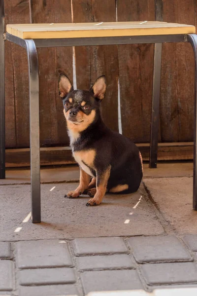 Chihuahua Mały Portret Psa Rasy Pies — Zdjęcie stockowe