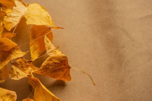 秋天的叶子在床单上 纸背上的秋叶 — 图库照片