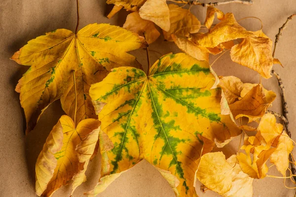 Hojas Otoño Sábana Hoja Otoño Sobre Fondo Papel Hoja Otoño — Foto de Stock