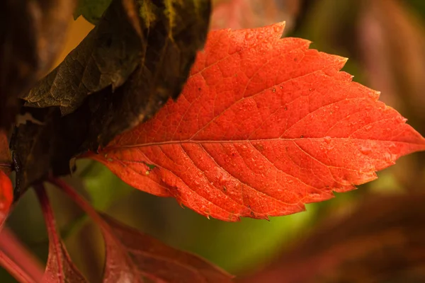 Niesamowite Wielokolorowe Tło Naturalnych Jesiennych Liści Kolorowe Tło Liści Wielobarwnych — Zdjęcie stockowe
