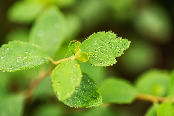 Green Small Leaves Water Droplets Them Green Leaves Water Drops — Stock Photo, Image