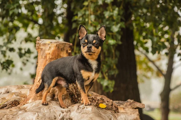 Haustier Chihuahua Geht Auf Der Straße Spazieren Hund Für Einen — Stockfoto