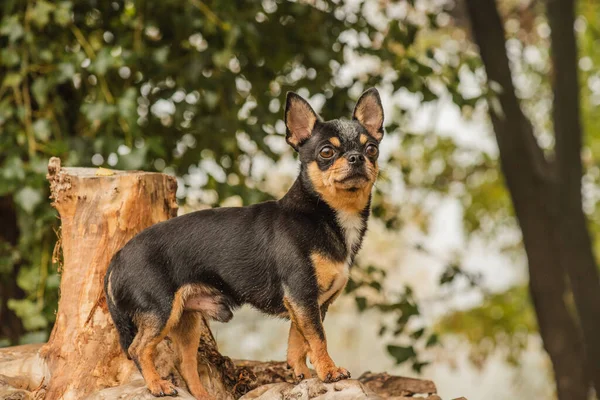 Pies Chihuahua Spaceruje Ulicy Pies Spacer Chihuahua Czarny Brązowy Biały — Zdjęcie stockowe