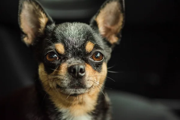 Câine Maşină Ciudat Chihuahua Câine Scaun Mașină Câine Într Mașină — Fotografie, imagine de stoc
