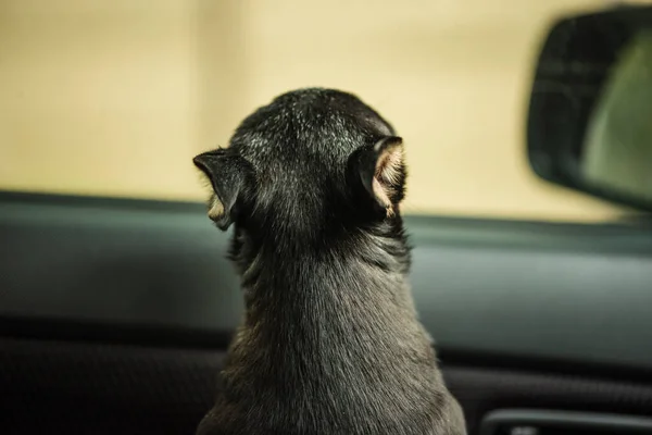 Dog in car. Funny chihuahua. dog on seat in car. Dog in a car