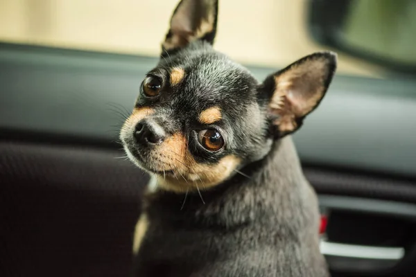 Dog in car. Funny chihuahua. dog on seat in car. Dog in a car