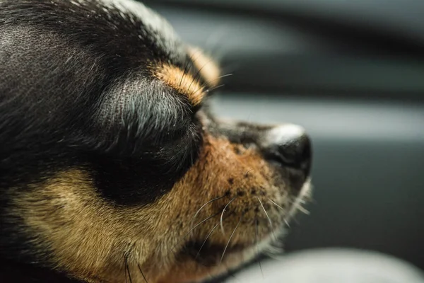 Dog in car. Funny chihuahua. dog on seat in car. Dog in a car