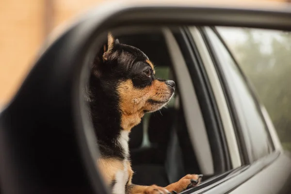 Dog in car. Funny chihuahua. dog on seat in car. Dog in a car