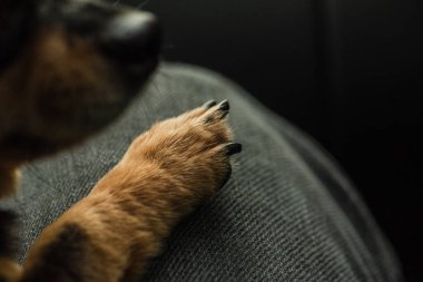 Köpeklere bakmak ve onlara bağlanmak. İnsan dizinde köpek pençesi