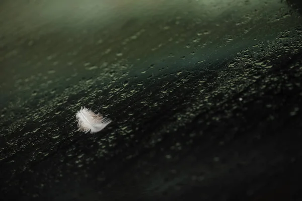 鸟羽落在潮湿的挡风玻璃上 湿车玻璃上的羽毛 — 图库照片