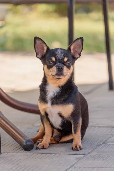 Pies Chihuahua Pies Chihuahua Siedzi Pod Stołem Zwierzęta Domowe — Zdjęcie stockowe