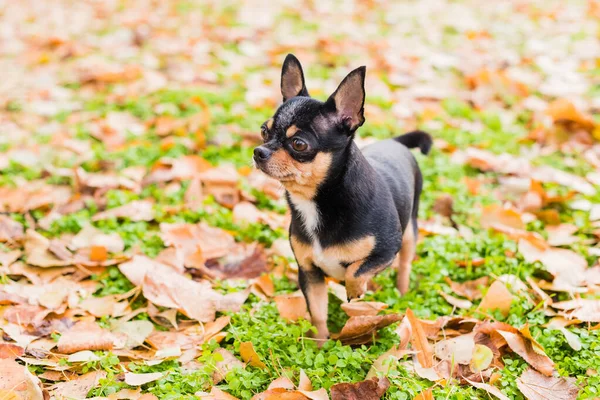 Chien Chihuahua Marche Dans Rue Chihuahua Chien Pour Une Promenade — Photo