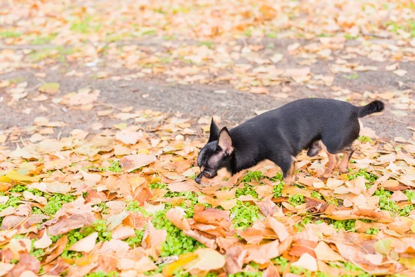 Kisállat Kutya Chihuahua Sétál Utcán Chihuahua Kutya Sétálni Chihuahua Fekete — Stock Fotó