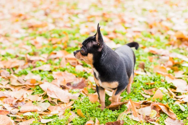 Hondenhond Chihuahua Loopt Straat Chihuahua Hond Voor Een Wandeling Chihuahua — Stockfoto