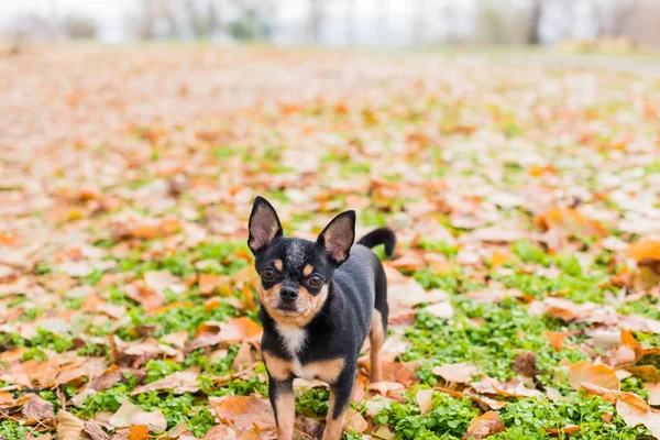 Pet Dog Chihuahua Walks Street Chihuahua Dog Walk Chihuahua Black Royalty Free Stock Photos