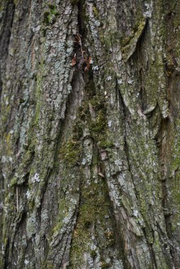 Çerçeveyi dolduran kahverengi ağaç kabuğunun desen görüntüsü. Ağaç kabuğu dokusu