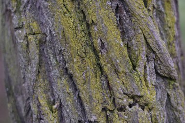 Çerçeveyi dolduran kahverengi ağaç kabuğunun desen görüntüsü. Ağaç kabuğu dokusu