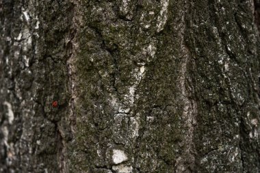 Çerçeveyi dolduran kahverengi ağaç kabuğunun desen görüntüsü. Ağaç kabuğu dokusu