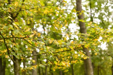 Ormanda sararmış yaprakları olan bir ağaç. Sarı ve yeşil yapraklı ağaçlar