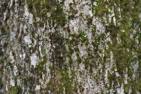 茶色の木の樹皮のテクスチャショットは フレームを埋めます 樹皮の質感 — ストック写真