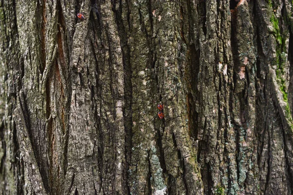 Kůra Hnědého Stromu Vyplňovala Rámeček Struktura Kůry Stromu — Stock fotografie