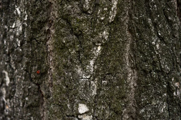 Tiro Textura Corteza Árbol Marrón Llenando Marco Textura Corteza Árbol — Foto de Stock