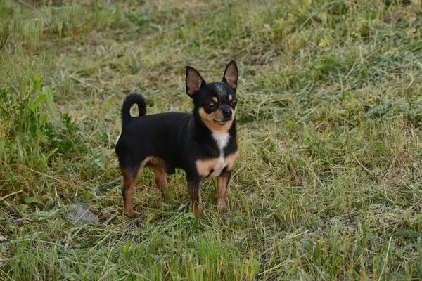 Chihuahua Sur Fond Herbe Chien Pour Une Promenade Chien Compagnie — Photo