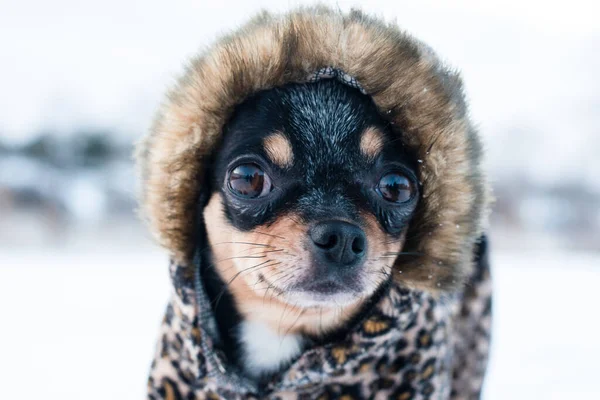 Mała Kurtka Dla Psa Zimna Zimie Chihuahua Zimowych Ubraniach Tle — Zdjęcie stockowe