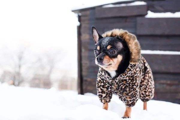小狗狗的外套在冬天很冷 奇瓦瓦穿着冬衣 雪白的背景 奇瓦瓦 — 图库照片