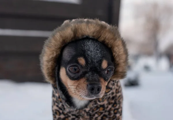 Malá Psí Bunda Zimě Studená Chihuahua Zimním Oblečení Pozadí Sněhu — Stock fotografie