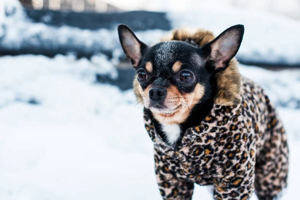 Liten Hund Jacka Kall Vintern Chihuahua Vinterkläder Bakgrund Snö Det — Stockfoto