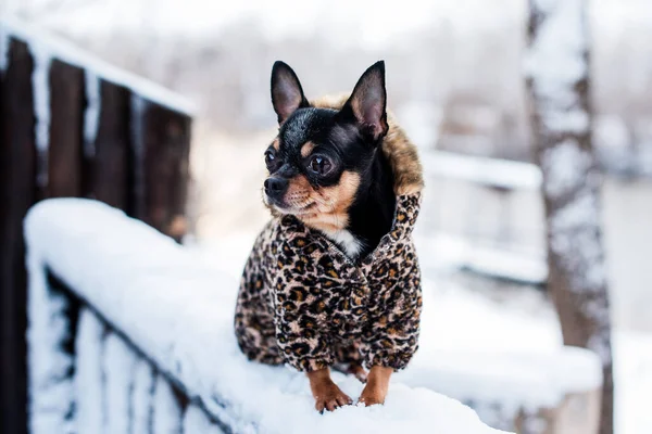 Liten Hund Jacka Kall Vintern Chihuahua Vinterkläder Bakgrund Snö Det — Stockfoto
