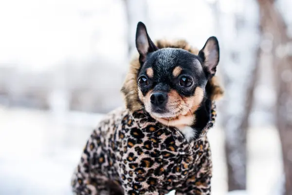 Маленькая Собачья Куртка Холодная Зимой Чихуахуа Зимней Одежде Фоне Снега — стоковое фото
